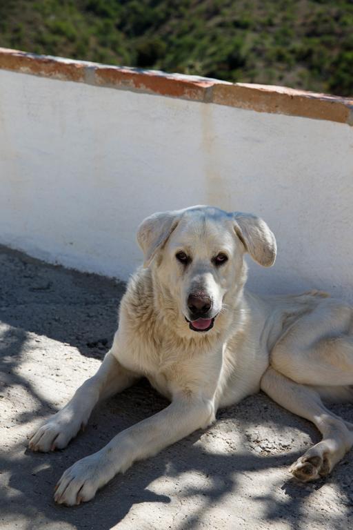 Cortijo Juan Salvador Guest House Olias ภายนอก รูปภาพ